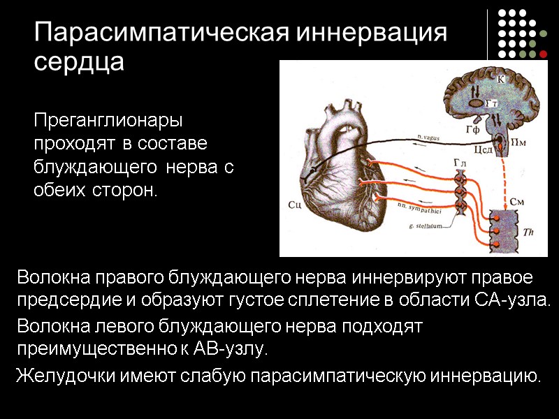 Парасимпатическая иннервация  сердца Преганглионары проходят в составе блуждающего нерва с обеих сторон. 